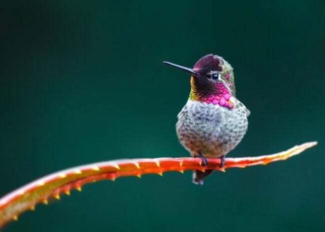 Hummingbird Faktat