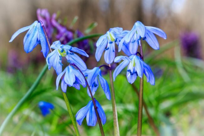 Blaue sternförmige Blüten