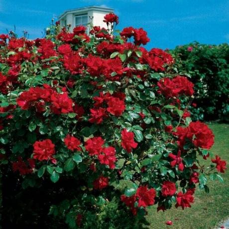 Grote rode rozenstruik