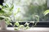 როგორ გავამრავლოთ პოთოსის მცენარეები: 3 საექსპერტო მეთოდი