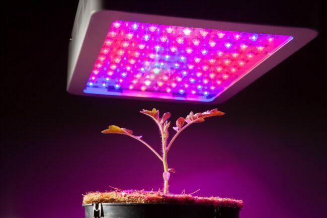 Nejlepší možnost pěstování LED diod