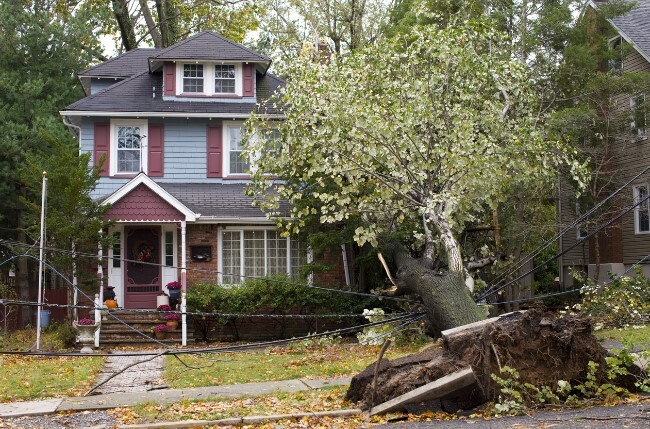 дерево падает на дом