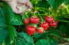 Der beste Dünger für Erdbeeren des Jahres 2021