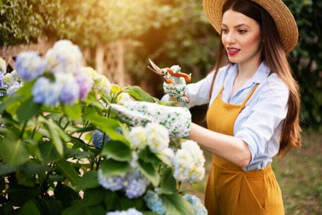 Giovane donna che pota una pianta di ortensie per fiori recisi