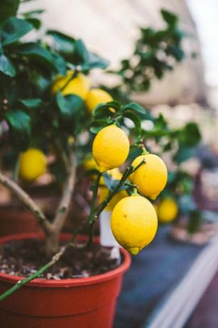 Como cultivar limoeiros dentro de casa