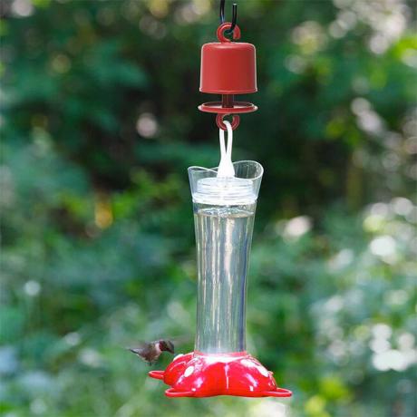 kuinka pitää muurahaiset poissa hummingbird -syöttölaitteesta