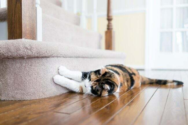 hvad man skal vide om kæledyrsvenlige lejligheder - kat kradser tæppebelagt trappe