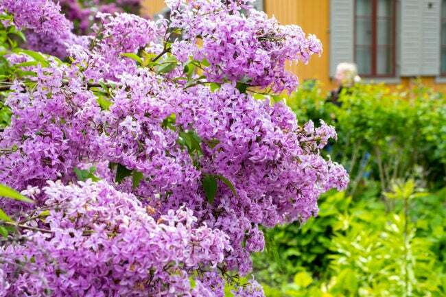 arbuste lilas violet devant une maison de banlieue