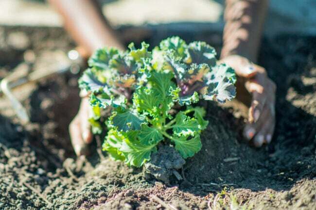 τα χέρια ενός κοριτσιού που τείνουν να λάχανο που μεγαλώνει στο χώμα 