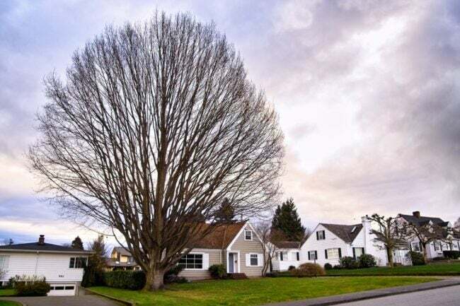 Велике дерево по сусідству проти темного неба