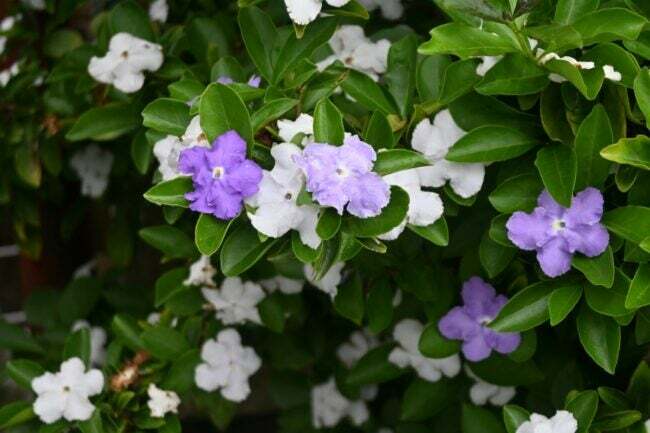 Buisson à fleurs violettes et blanches