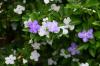 13 arbustes violets qui ajoutent de la couleur à n'importe quel paysage domestique