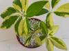 Skėčių augalų priežiūra 101: Kaip auginti skėtinį augalą patalpose