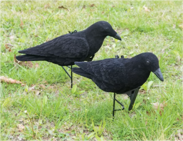 Dve vrany v predmestskom trávniku.