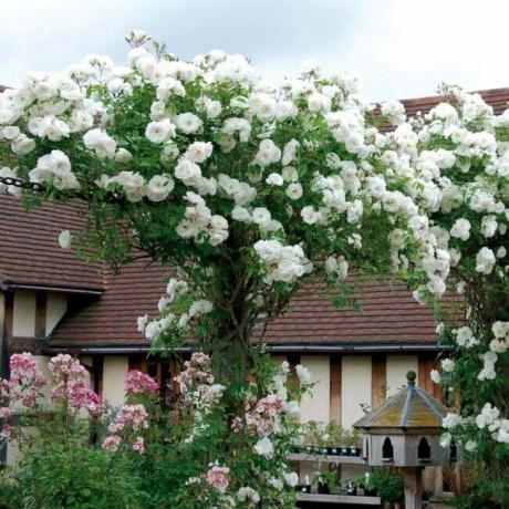 Treliça de escalada de rosas brancas