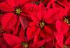 The Dos and Do’s of Poinsettia Care