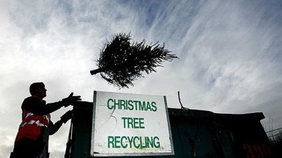 Ziemassvētku eglīšu pārstrāde - koku riteņbraukšana