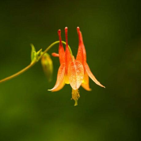 vrste divljeg cvijeća wild columbine