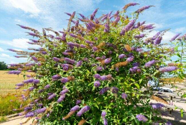 Velký keř s fialovými kuželovými květy
