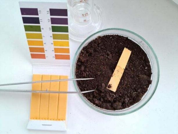 Kaip sumažinti dirvožemio pH