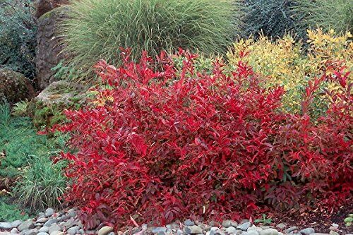 arbusto vermelho brilhante da Virgínia Sweetspire