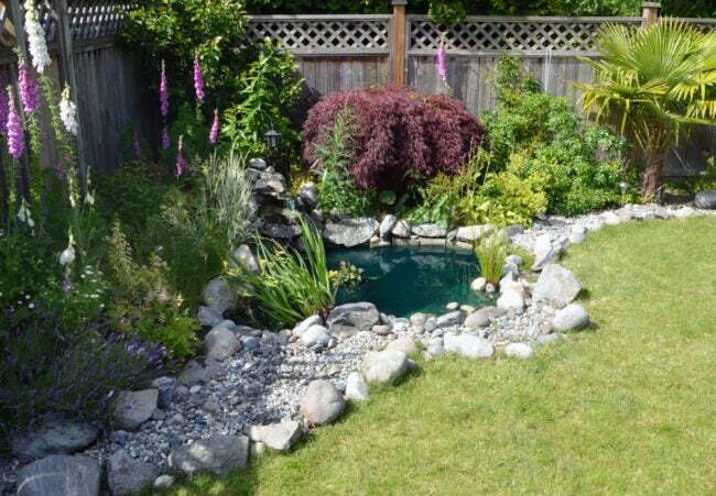 自家製の裏庭の池のクローズアップ。