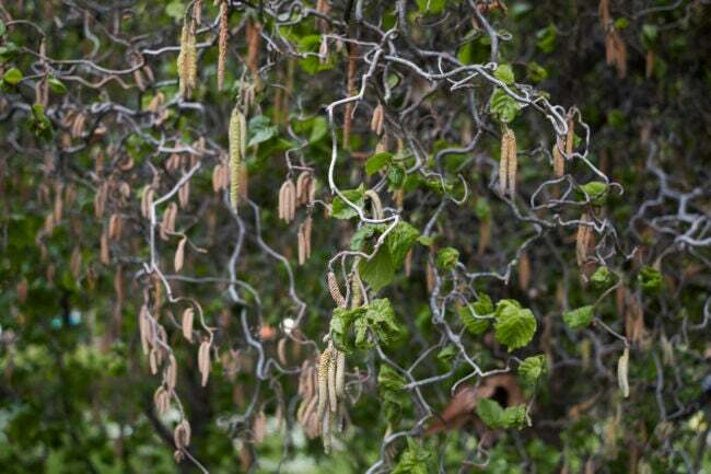 Die gewundenen Zweige der Harry Lauder's Walking Stick-Pflanze mit langen gelben Blüten.