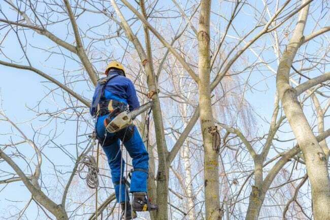 iStock-1354075918 ting en anlægsgartner kan gøre Professionelt skæretræ hængende på store nøgne grene af nøddetræ