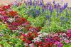 20 vaste planten om in de herfst te planten voor prachtige lentebloemen