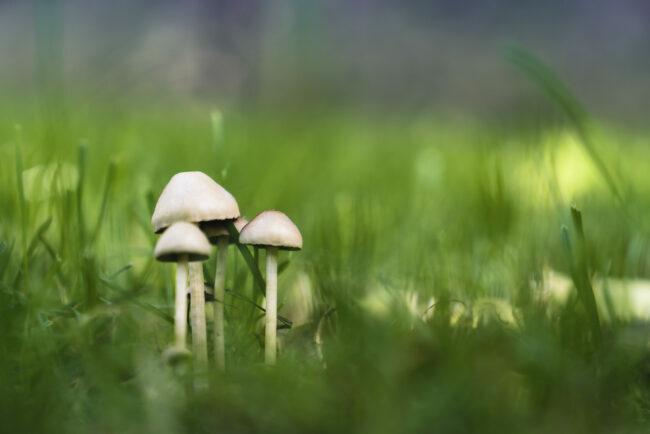 Cogumelos no gramado