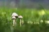 Hoe zich te ontdoen van paddenstoelen in gazon (+ voordelen als ze blijven)