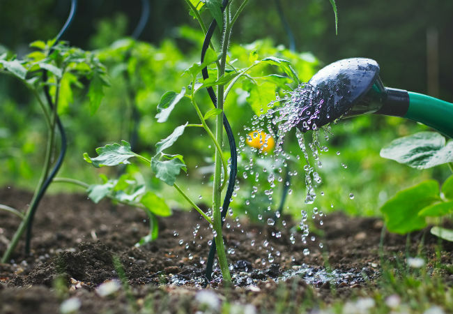 10 sposobów na użycie soli Epsom w ogrodzie