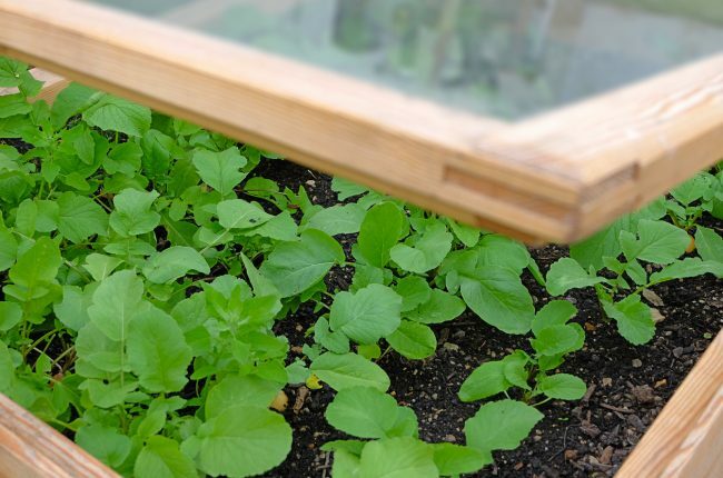 Vea cómo un marco frío de bricolaje podría extender su temporada de jardinería
