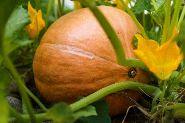 Крупним планом стиглий помаранчевий гарбуз лежить на землі серед зеленого листя на грядці в городі просто неба. врожай.