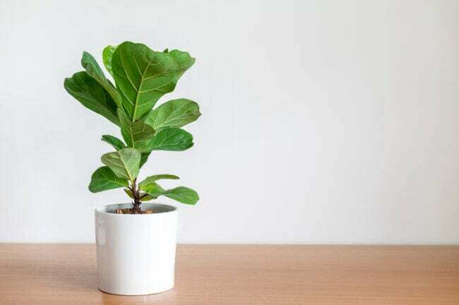 iStock-1323881710 sterkste kamerplanten om in leven te houden vioolblad vijgenboom in pot op tafel