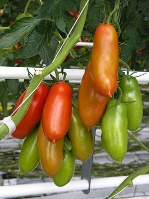 Cultiver des tomates - San Marzano