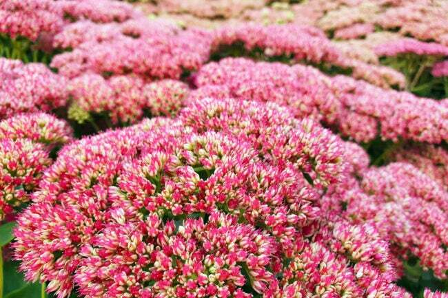 შემოდგომის სიხარულის ყვავილის ნათელი ვარდისფერი ყვავილების ახლო ხედი