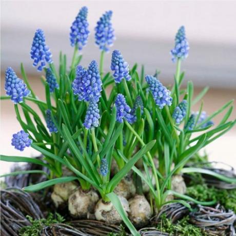 Cibuľky kvetov hroznového hyacintu s modrými kvetmi