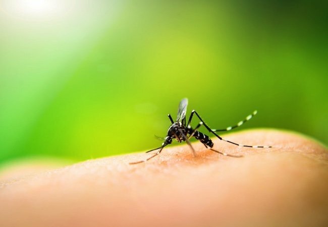 Domowy środek odstraszający komary