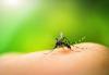Kako narediti domače sredstvo proti komarjem: 6 receptov, ki jih morate poskusiti