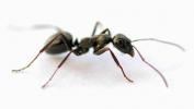 כיצד להיפטר מנמלים של נגר
