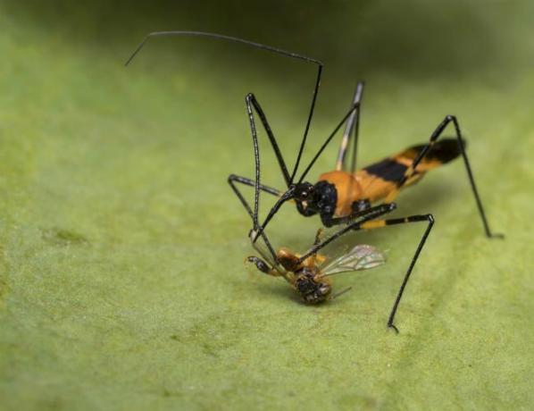 O que são insetos assassinos? Tudo o que você precisa saber sobre esses bugs benéficos