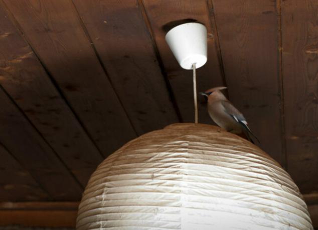ציפור בתוך הבית מונחת על גוף תאורה
