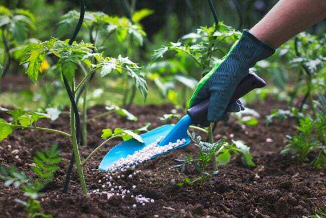 alimentos vegetales vs. fertilizante - fertilizante de aspersión de jardinero