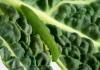 Πώς να απαλλαγείτε από τα σκουλήκια του λάχανου με φυσικό τρόπο