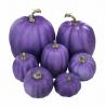 Blue Pumpkin Significato: Perché dovresti metterne uno sul tuo portico questo Halloween