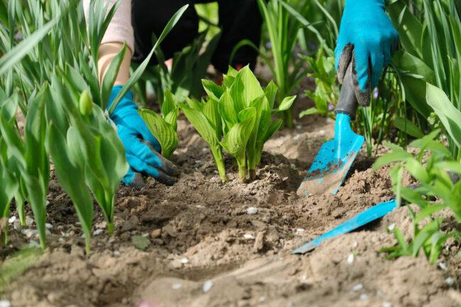 hvordan man deler hostaer - plantning af delte hostaer i haven