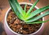 アロエ植物が屋内で繁栄するのに最適な鉢