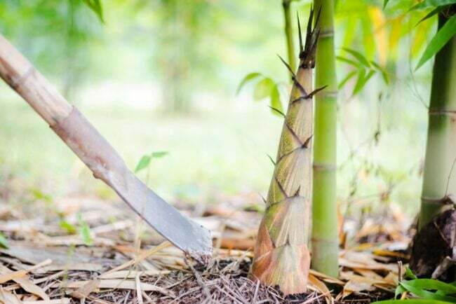 Abbattere i germogli di bambù