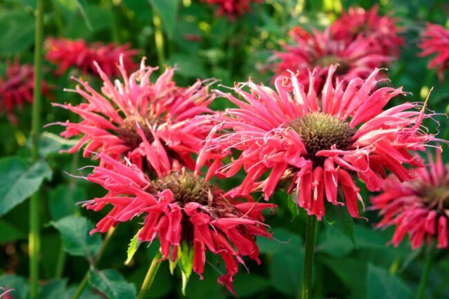 sarkanie bišu balzama ziedi